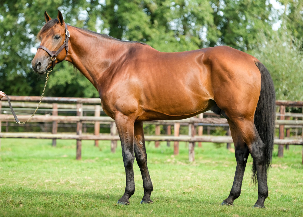 Joyner Sport Joyner Sport