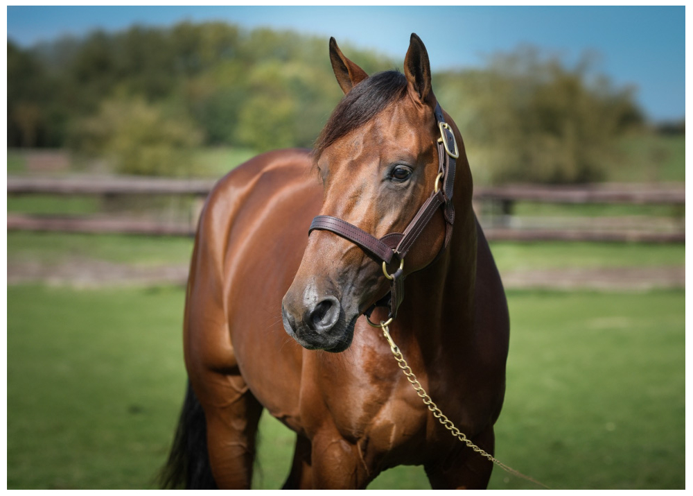 Joyner Sport Joyner Sport