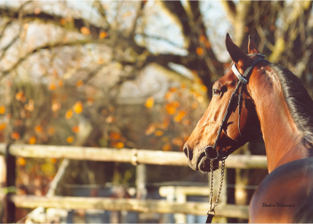 Offshore Dream Offshore Dream